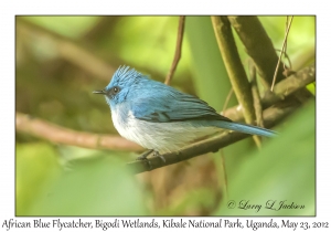 African Blue Flycatcher