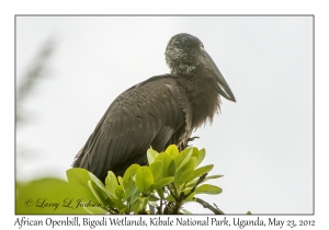 African Openbill