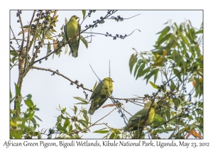 African Green Pigeons