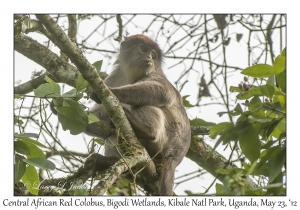 Central African Red Colobus