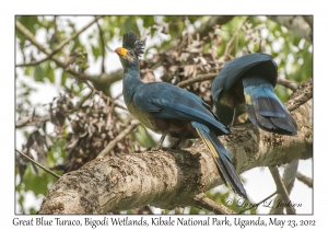 Great Blue Turacos