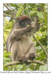 Central African Red Colobus