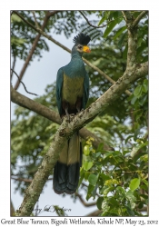 Great Blue Turaco