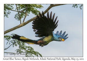 Great Blue Turaco