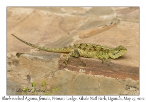 Black-necked Agama, female