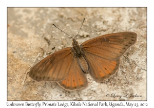 Unknown Butterfly