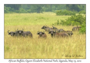 African Buffalo