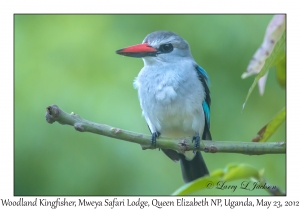 Woodland Kingfisher