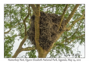 Hamerkop nest