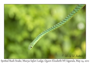 Spotted Bush Snake