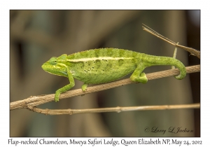 Flap-necked Chameleon