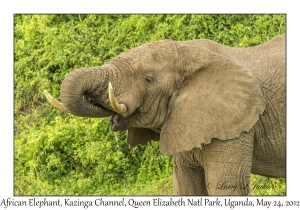 African Elephant, bull