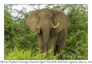 African Elephant, bull