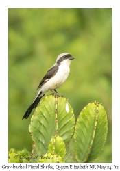 Gray-backed Fiscal Shrike