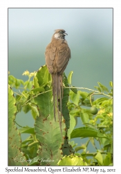 Speckled Mousebird