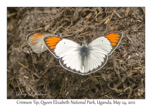 Crimson Tip (Butterfly)