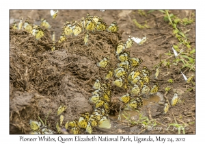Pioneer Whites (Butterfly)
