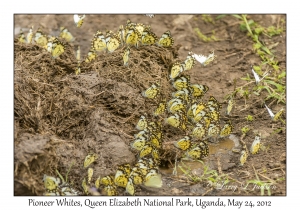 Pioneer Whites (Butterfly)