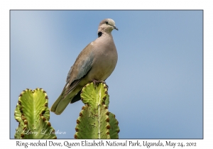 Ring-necked Dove