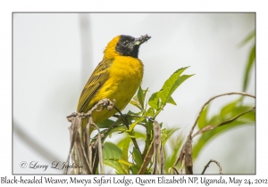 Black-headed Weaver, male