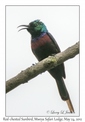 Red-chested Sunbird