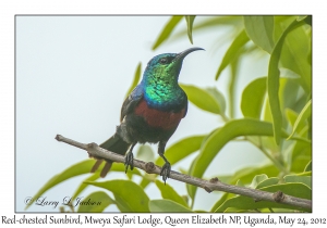 Red-chested Sunbird