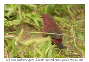 Red-billed Firefinch