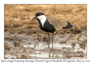 Spur-winged Lapwing