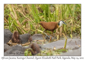 African Jacana