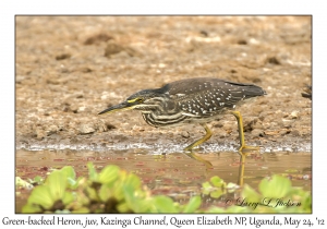 Green-backed Heron, juvenile