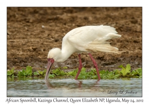 African Spoonbill