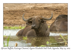 African Buffalo