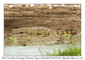 Nile Crocodile