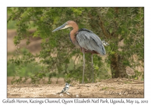 Goliath Heron