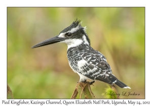 Pied Kingfisher