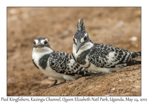 Pied Kingfishers