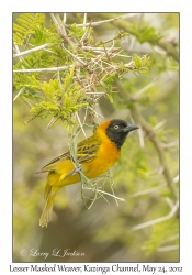 Lesser Masked Weaver, male