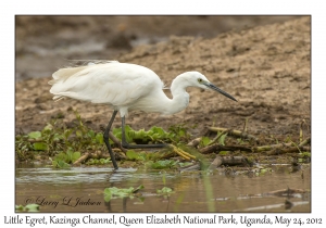 Little Egret