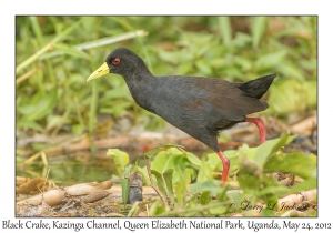 Black Crake