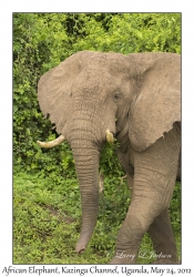 African Elephant, bull