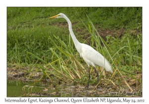 Intermediate Egret