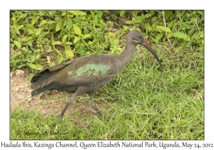 Hadada Ibis