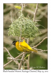 Black-headed Weaver, male