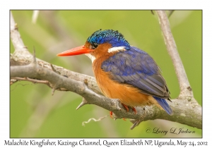 Malachite Kingfisher