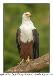 African Fish Eagle