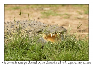 Nile Crocodile