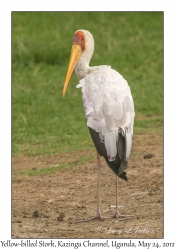 Yellow-billed Stork