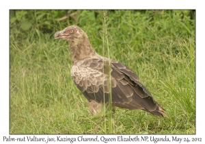 Palm-nut Vulture, juvenlie