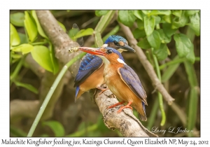 Malachite Kingfishers