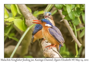 Malachite Kingfishers